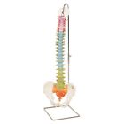 1000122 A58-2 Scientific Skeletal Anatomical Model Pelvis Spine Femoral Heads