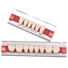 3010010109 Oral Dentistry Pieces Acrylic Resin Denture False Teeth 712182791071