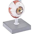 301350 Neo Sci Anatomical Models Human Eye Model Length Width Height