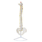 5357 Mondo Medical Vertebral Column Model Spinal Nerves Flexible 811498035357