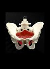 758500000210 American Anatomical Corporation Anatomy Model Female Bungee Pelvis