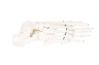 A30r Scientific Right Foot Skeleton Anatomical Model Anatomy