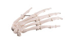 A40l Scientific Left Hand Skeleton Wire Mounted Anatomical Model Anatomy