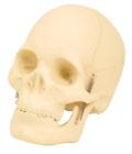 75142160066 Am0126 Eisco Basic Human Skull Model Parts