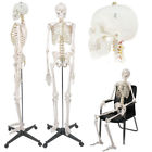 Ap2032 Unbranded Life Size Medical Anatomical Human Model Skeleton 0700256569244
