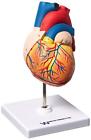 B10405an Walter Products Human Heart Model Life Size Parts 799861829416