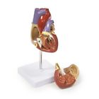 B10426 Walter Products Jumbo Heart Model Enlarged Height Width 799861831440