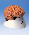 5-part C18 Scientific New Human Classic Brain Model 700358304569