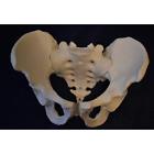E3315 Product Medical Anatomical Models Male Pelvic Skeleton Life 4260293883315