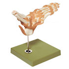 Ns54 Anatomical Chart Company Functional Model Of Foot Ankle