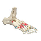Os31p Anatomical Chart Company Painted Foot On Elastic Cord Model