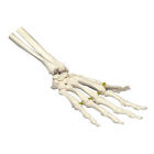 Os32e Anatomical Chart Company Hand On Elastic Cord Model