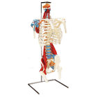 Vc126 Anatomical Chart Company Skeletal Torso With Muscles