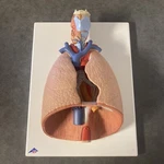 3B Scientific G15 Human Lung Model W/ Larynx Part Anatomical - No Heart. Fixed Price $254.99.