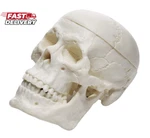 Eisco Miniature Human Adult Skull Model, 3 Part - Medical Quality Anatomical Rep. Fixed Price $15.30.