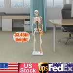 33.46" Model Skeleton Anatomical Human Anatomy Medical Stand For Teaching. Fixed Price $49.90.