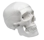 Eisco Labs Human Adult Skull Life-size Anatomical Model, 3 Part. Fixed Price $54.99.