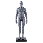 Aphrodite Stock New Human Anatomical Anatomy Skull Head Body Model Muscle .... Fixed Price $36.49.