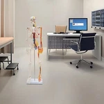 33.46" Model Skeleton Anatomical Human Anatomy Medical Stand For Teaching. Fixed Price $48.63.