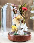 Southern Flannel Moth Glass Dome Display Taxidermy Entomology Insect Decor Gift. Fixed Price $19.99.