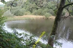 Photo A3 Reed Beds Below Weir, Cwm Lleidi Reservoir Felinfoel Dense C2021. Fixed Price $23.32.