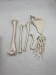 3B Scientific Right Disarticulated Human Arm Skeleton Bones Loosely Art. Hand. Fixed Price $69.95.