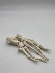 3B Scientific Anatomical Model - A30/2 Human Foot Skeleton, Right Side. Fixed Price $27.95.