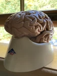 3B Scientific Human Classic 5-PART Brain Model C18. Fixed Price $225.00.