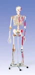 New 3B Scientific Super Skeleton Sam W/ Stand & Cover A13. Fixed Price $1665.00.