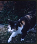 1963 Stereo Slide Close Up Of Calico Cat In Yard. Fixed Price $5.79.