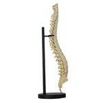 Spine Anatomical Model - Vertebral Column Replica, Desk Art For Chiropractors. Fixed Price $42.50.