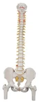 New 3B Scientific Classic Flexible Spine Model With Femur Heads A58/2. Fixed Price $275.00.