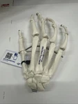 3B Scientific A40 Human Skeleton Anatomical Model **right HAND**-6901. Fixed Price $25.52.