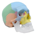 Didactic Human Adult Skull Anatomical Model, 3 Part - Color Coded Eisco Labs. Fixed Price $52.99.