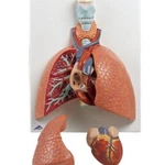 3B Scientific Model With Larynx 5 Part Anatomical Anatomy VC243 Lungs. Fixed Price $199.95.
