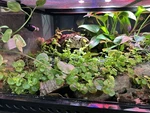 Terrarium Start Up Kit-med 10-20 Gallon. Fixed Price $59.00.