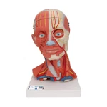 Head And Neck Musculature 3/4 Full-size 5-PART 3B Smart Anatomy. Fixed Price $598.45.