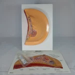 New Gpi 3450 Breast Cross Section Model Examiner Training Manikin Pathologies. Fixed Price $39.99.